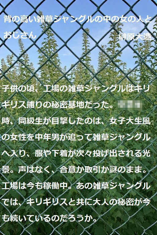 背の高い雑草ジャングルの中の女の人とおじさん サンプル画像6